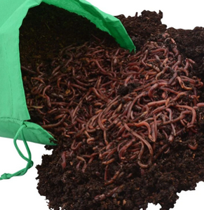 Red Wigglers