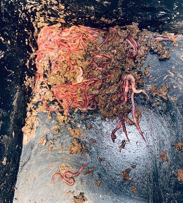 Red Wigglers - Image 2