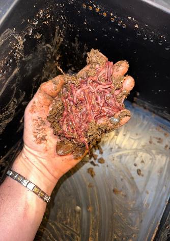 Red Wigglers - Image 3